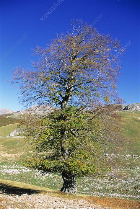 Common Beech Tree Fagus Sylvatica Stock Image B6010566 Science