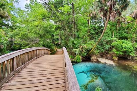 Fern Hammock Springs 🌴 Nature Trail To Bubbling Springs Alligator