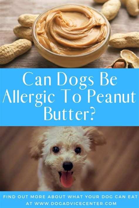 Can Dogs Be Allergic To Peanut Butter Peanut Butter For Dogs Peanut