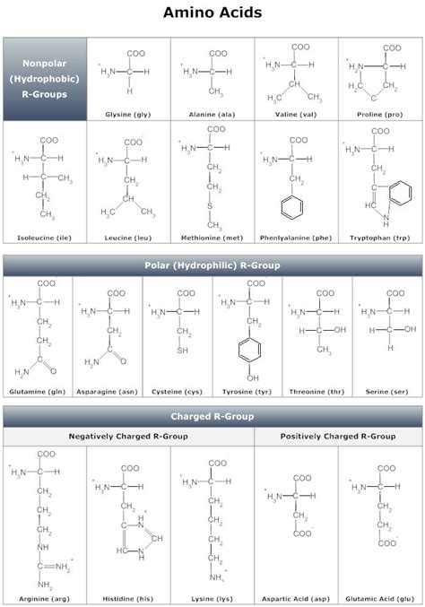 Amino Acids Chart Biology Diagrams Amino Acids Study Chemistry