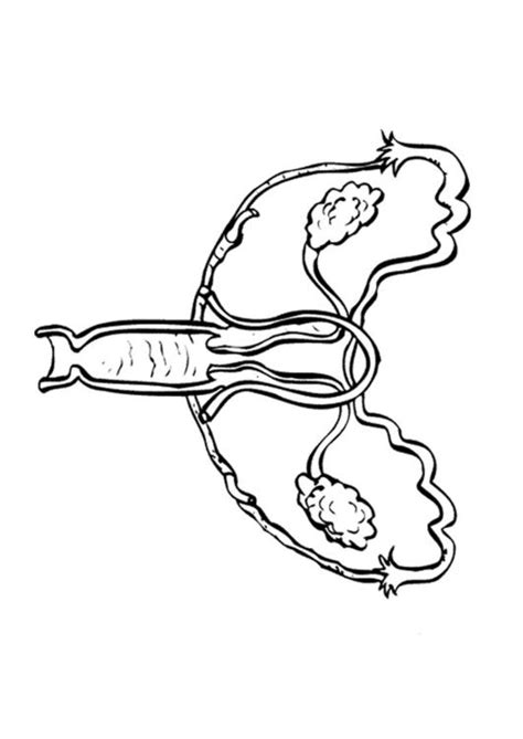 Female Reproductive System Coloring Page Ariano Blog