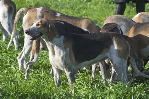 Le chien français tricolore est actif et endurant, ce qui lui permet de soutenir une allure des heures durant. Grand Anglo-Français Tricolore - Wikipedia