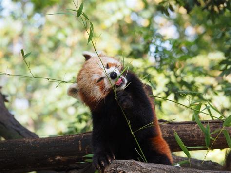 Photo Of The Month Red Pandas Love Their Bamboo Red Pandazine