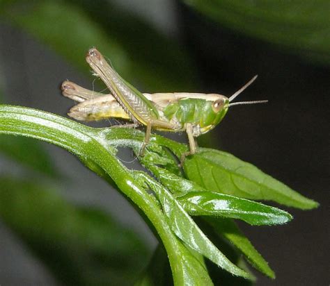 Grasshopper Andysworld