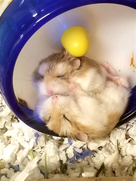 Cute Hamsters Hamster Nap Time