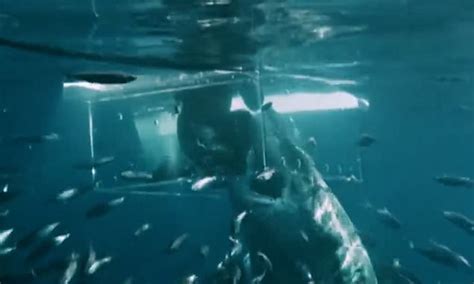 terrifying moment great white shark rises just like jaws and smashes through dive cage daily