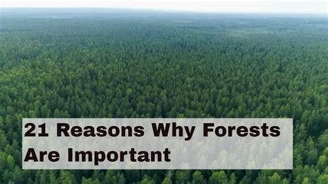 21 Reasons Why Forests Are Important Youtube