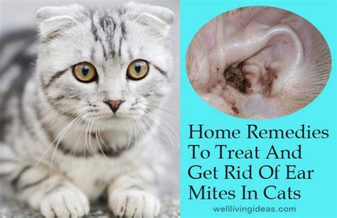 Home Remedies To Treat And Get Rid Of Ear Mites In Cats Cat Remedies