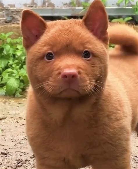Incredible Red Puppy Somehow Resembles Both A Dog And Cat