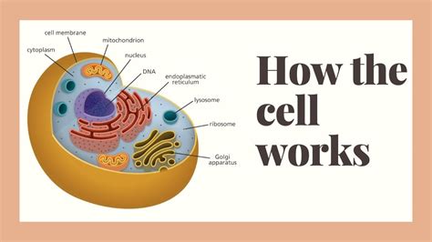 How Does The Human Cell Work Youtube