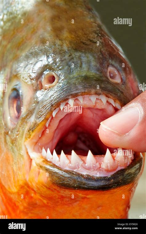 Red Bellied Piranha Teeth Rio Ipixuna Brazil Amazon Stock Photo Alamy