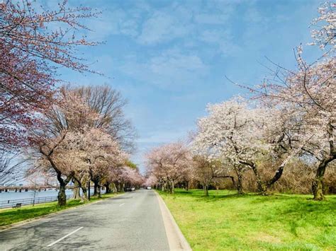 Where To See Cherry Blossoms In Virginia Dc And Maryland