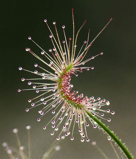 Dosera Scorpioides Commonly Called The Shaggy Sundew A Carnivorous