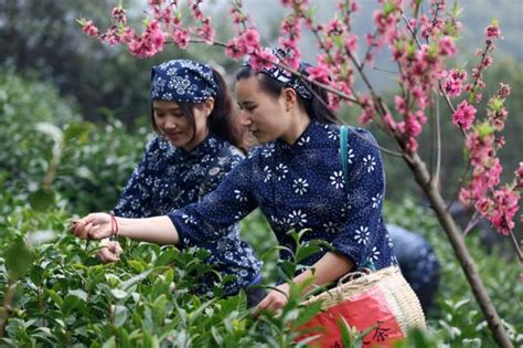 Top Ten Famous Chinese Tea Best Chinese Tea Easy Tour China