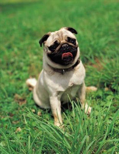 Pugs and Runny Noses - Pets