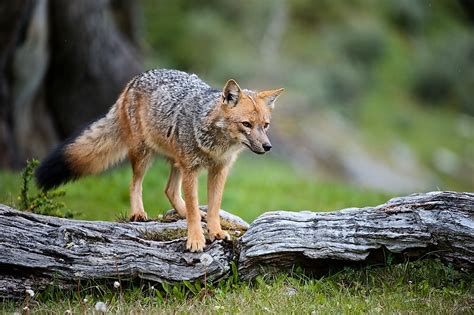 The Six Species Of South American Fox