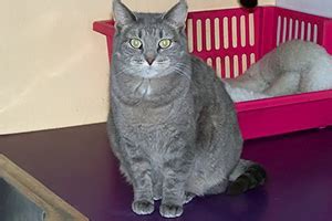 However, if your cat frequently goes on night outings, she will stop once she becomes pregnant. How to Tell If Your Cat Is Pregnant | HealthGuidance
