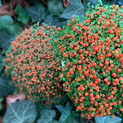 Coral Bead Plant Nertera Granadensis Care And Growing Guide