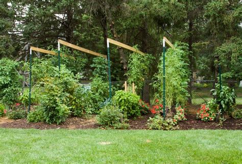 Straw bales (not hay bales) are a great place to plant vegetables. SG517 Straw Bale Gardening (Part 3 & Wrap Up)