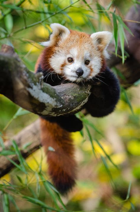 Such A Cute Little Red Panda Aww