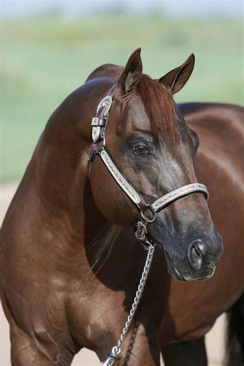 2019 Top 5 Reining Sires Quarter Horse News