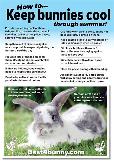 How To Keep Rabbits Cool In Summer Simple Top Tips Best4bunny