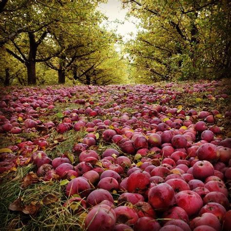 Apple Orchards In Washington Washington State Apple Orchard Nature