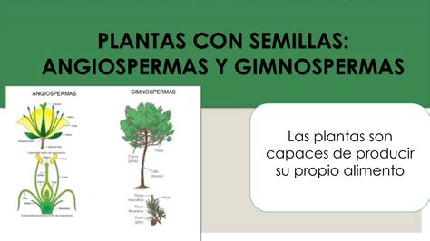 Gimnospermas Y Angiospermas Diferencias Diferencias Entre Plantas