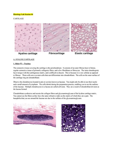 Histology Lab Session 4 HYALINE CARTILAGE 1 Slide 71 Trachea The