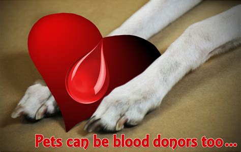Call Out For Canine And Feline Blood Donors Gordon Vet