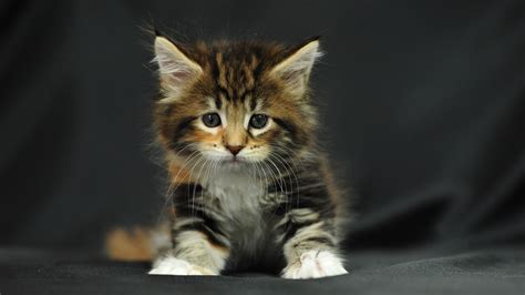 A place for really cute pictures and videos!. Baby Kitten Wallpaper (60+ images)