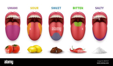 Human Tongue Basic Taste Areas Smack Map In Mouth Sweet Salty Sour