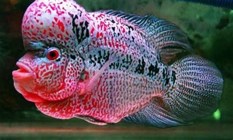 Cara ternak louhan u pemula dan merawat burayak louhan. √ Cara Merawat Ikan Louhan yang Benar [Untuk Pemula ...