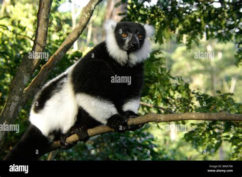 Black And White Ruffed Lemur Lemurs Island Andasibe Madagascar Stock