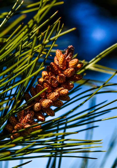 Pin Dalep Pinus Halepensis Calanques Marseille Salvatore Flickr