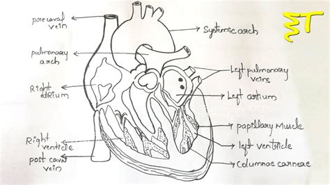 The heart's lateral projection extends from rib 3 to 6. Important Drawings | How to Draw a Internal Structure of ...
