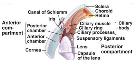 The Ciliary Body