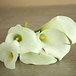 Crystal White Mini Calla Lily Flower FiftyFlowers Com