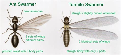 Carpenter ants can be combated by many pest control methods. Your Neighbor and their Termites | Tomlinson Bomberger