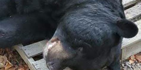 700 Pound Black Bear Shot In New Jersey Sets World Record Fox News
