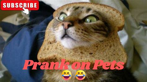 Prank On Pets Dogs And Cats Youtube