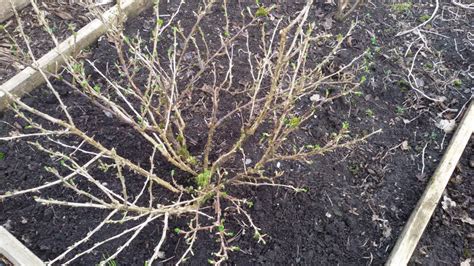 How To Prune Fruit Bushes