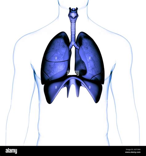 Human Respiratory System Lungs Anatomy Stock Photo Alamy