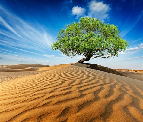 Lonely Green Tree In Desert Dunes Stock Photos Pictures And Royalty Free