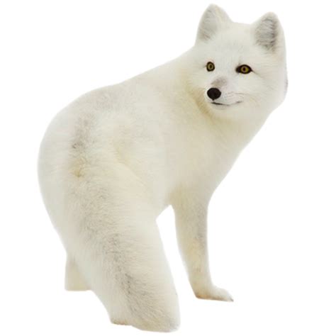 White Arctic Fox Transparent Background Png Mart