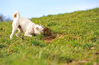 They're not tricky to spot; Why Does My Dog Dog Eat Dirt and Other Gross Things?