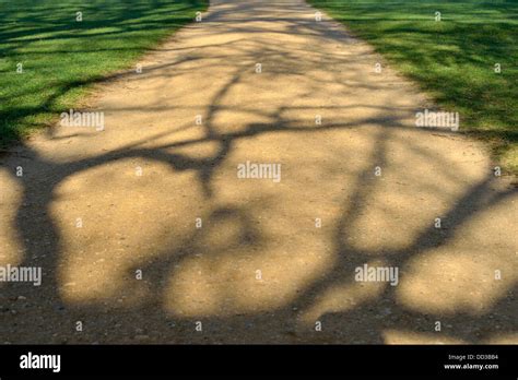Tree Casting Shadow On A Path Uk Stock Photo Alamy