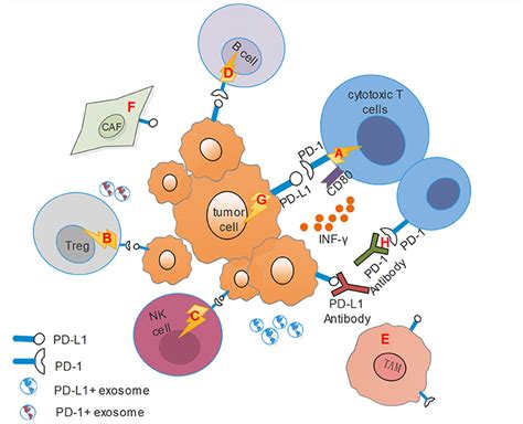 Frontiers The Evolving Landscape Of Pd 1pd L1 Pathway In Head And
