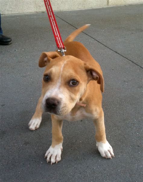 Dog Of The Day Widget The Pit Bull Mix Puppy The Dogs Of San Francisco