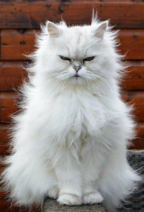 Persian White Cat - Bin3aiah World!